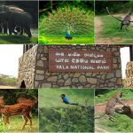 යාල ජාතික උද්‍යානයේ කලාප දෙකක් තාවකාලික වසයි