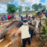කාවන්තිස්ස’ ඇතාගේ ප්‍රතිකාර‍ සඳහා සහයවීමට යුධ හමුදාව යොදවයි