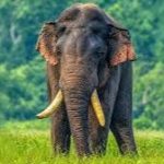 අග්බෝ ඇතා සොයා  හෙටත් සෝදිසි මෙහෙයුම් ක්‍රියාත්මකයි