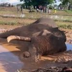 කාවන්තිස්ස’ ඇතාගේ මරණය සම්බන්ධයෙන් විමර්ශනයට සහ ඇතුන් සුරැකීමේ ජාතික වැඩසටහනකට ජනපතිගෙන් විශේෂඥ කමිටුවක්
